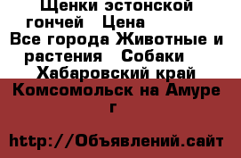 Щенки эстонской гончей › Цена ­ 7 000 - Все города Животные и растения » Собаки   . Хабаровский край,Комсомольск-на-Амуре г.